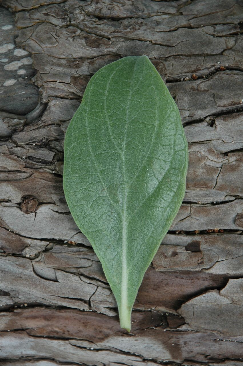 Tournefortia argentea