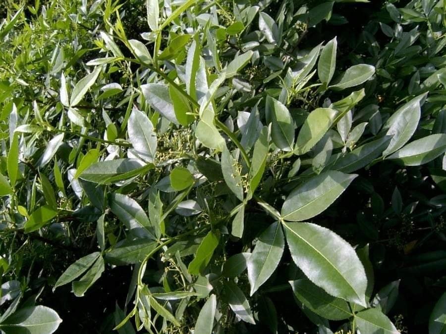 Zanthoxylum armatum flower