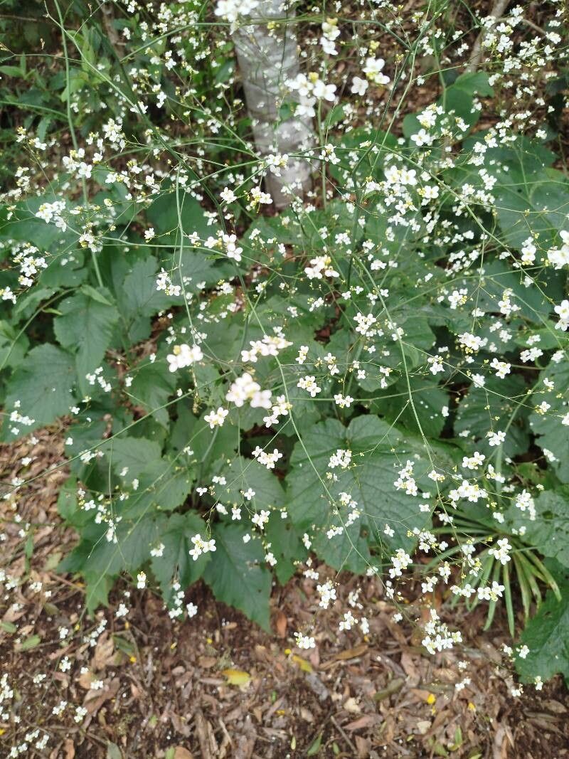 Crambe strigosa flower