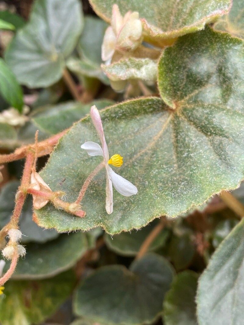 Begonia tomentosa flower