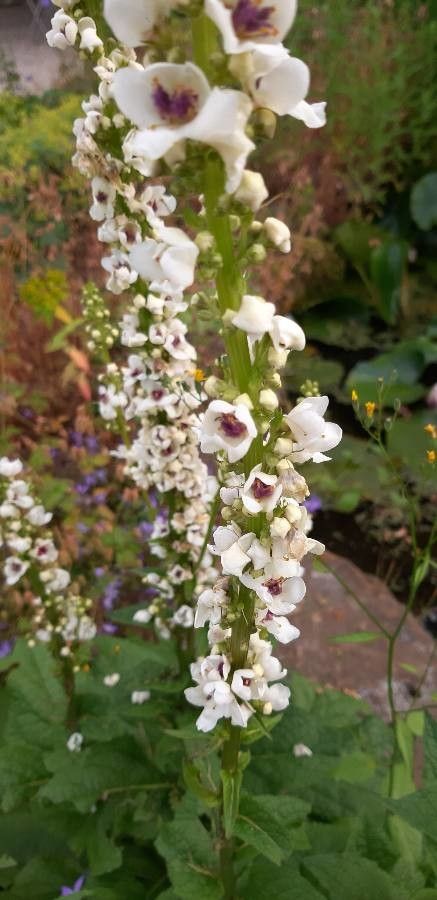 Verbascum chaixii flower