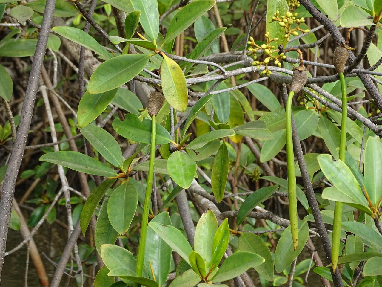 Rhizophora racemosa fruit