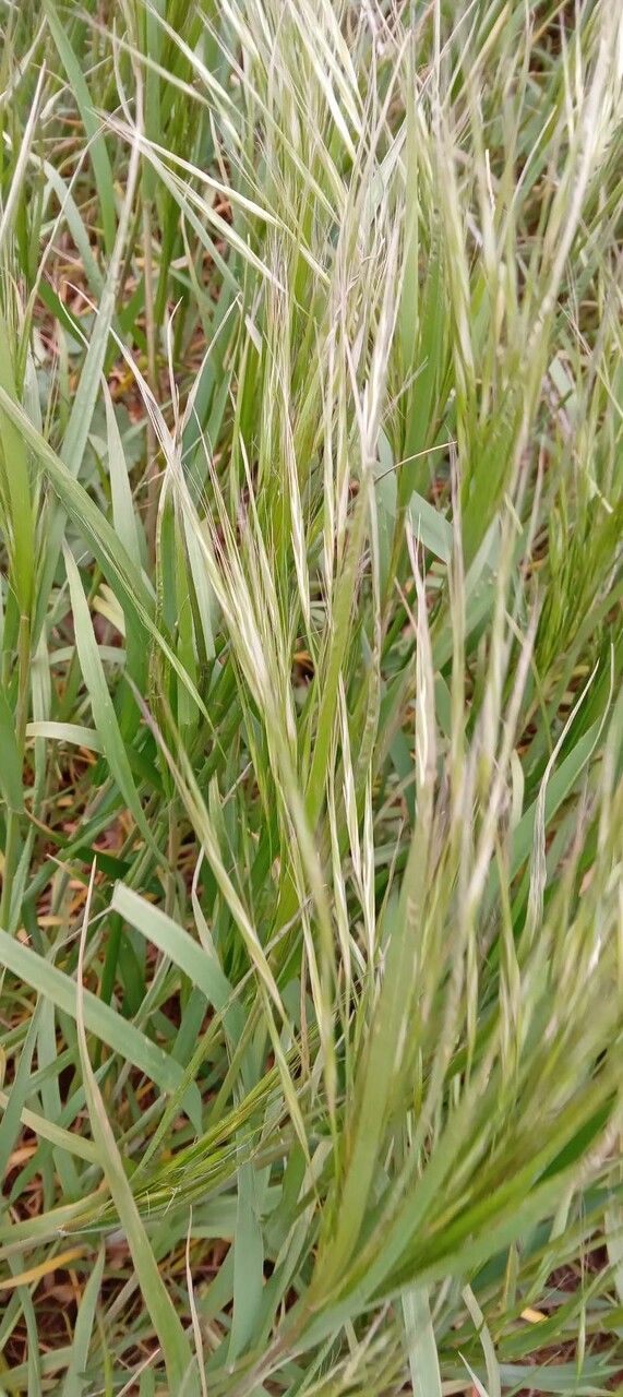 Anisantha sterilis flower
