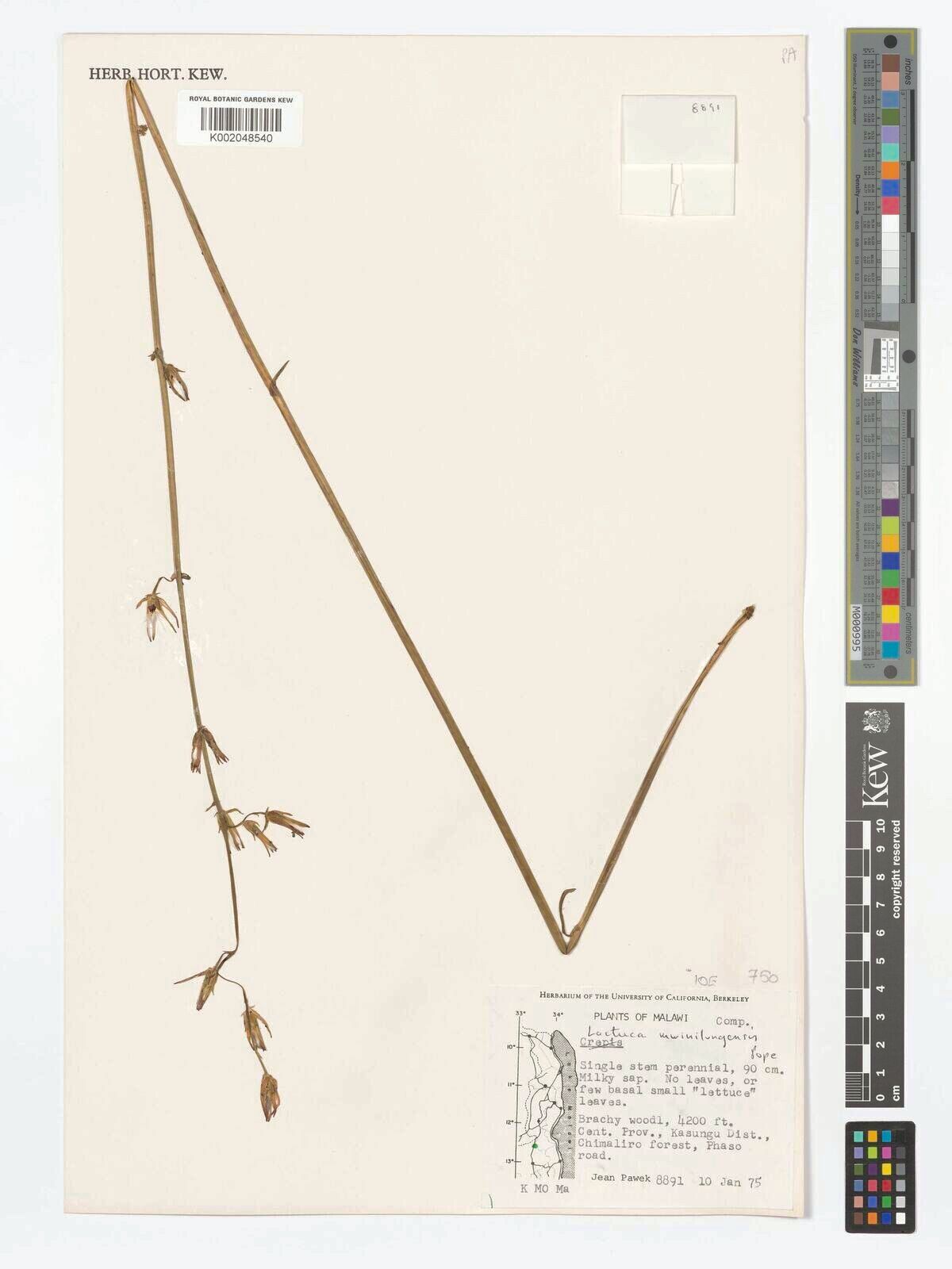 Lactuca mwinilungensis — houseplant care guide