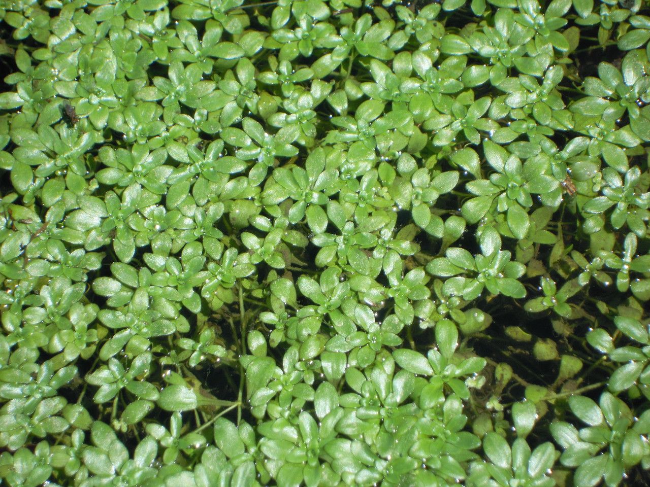 Callitriche platycarpa habit