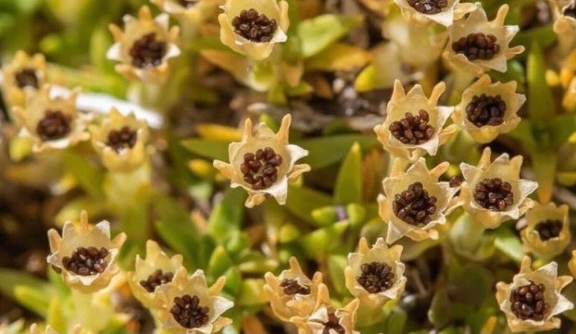 Colobanthus quitensis flower