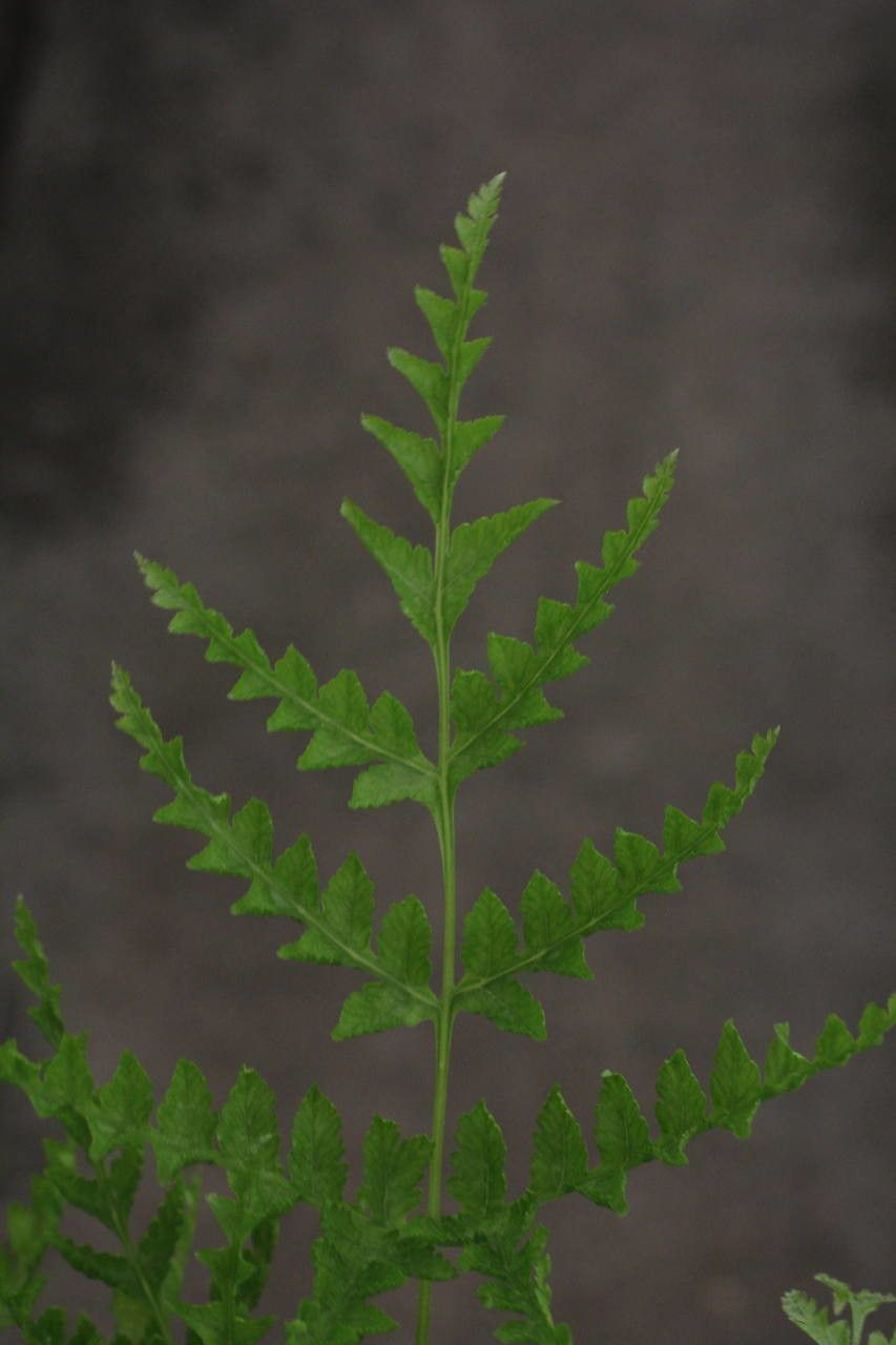 Pteris dentata other