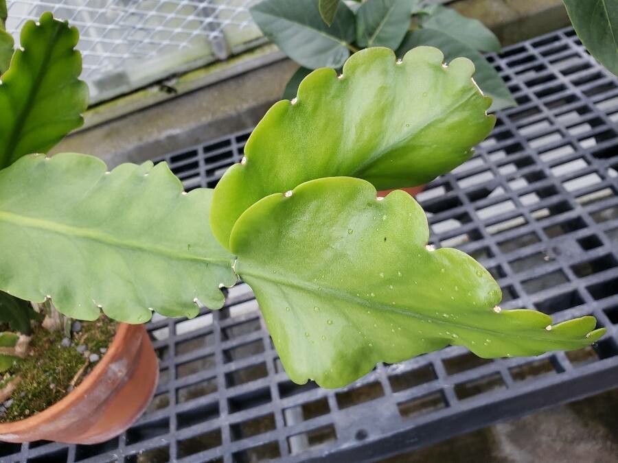 Rhipsalis pachyptera — search result for 'Rhipsalis'