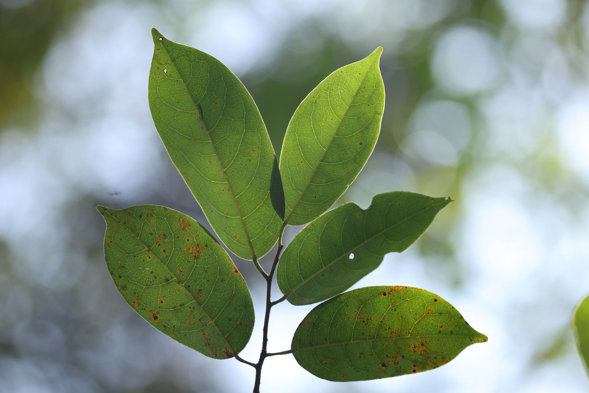 Baphia pubescens leaf