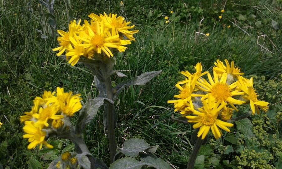 Tephroseris longifolia flower