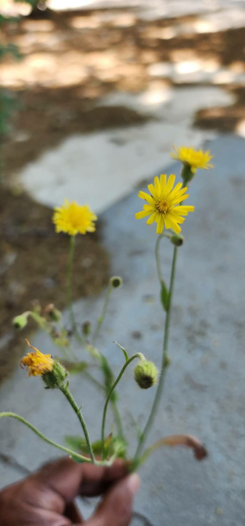Crepis kotschyana habit