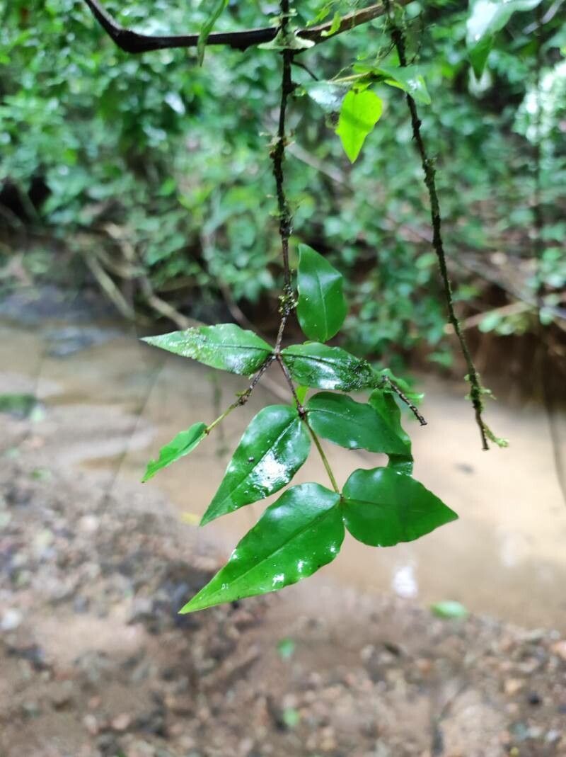 Mouriri myrtilloides — search result for 'Mouriri'