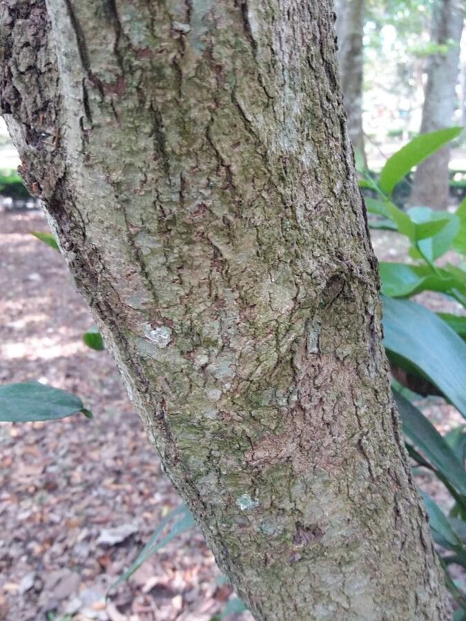 Pycnandra grandifolia bark