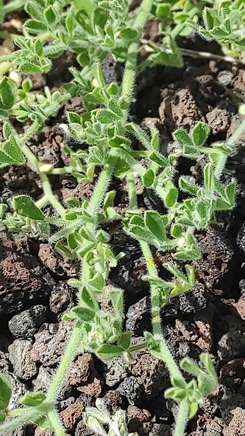 Lotus lancerottensis — search result for 'Lotus'