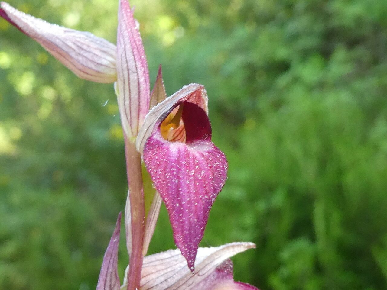 Serapias lingua flower