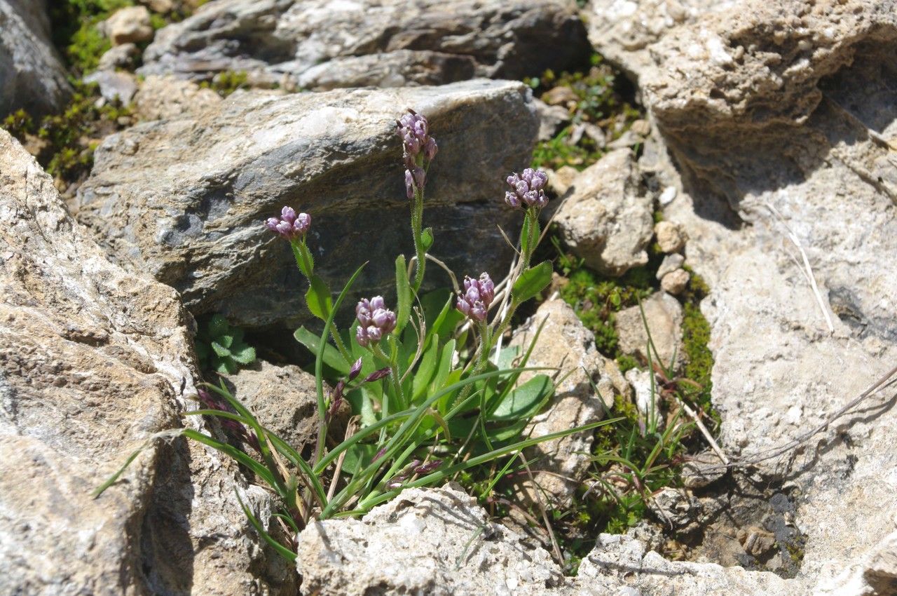 Arabis caerulea habit