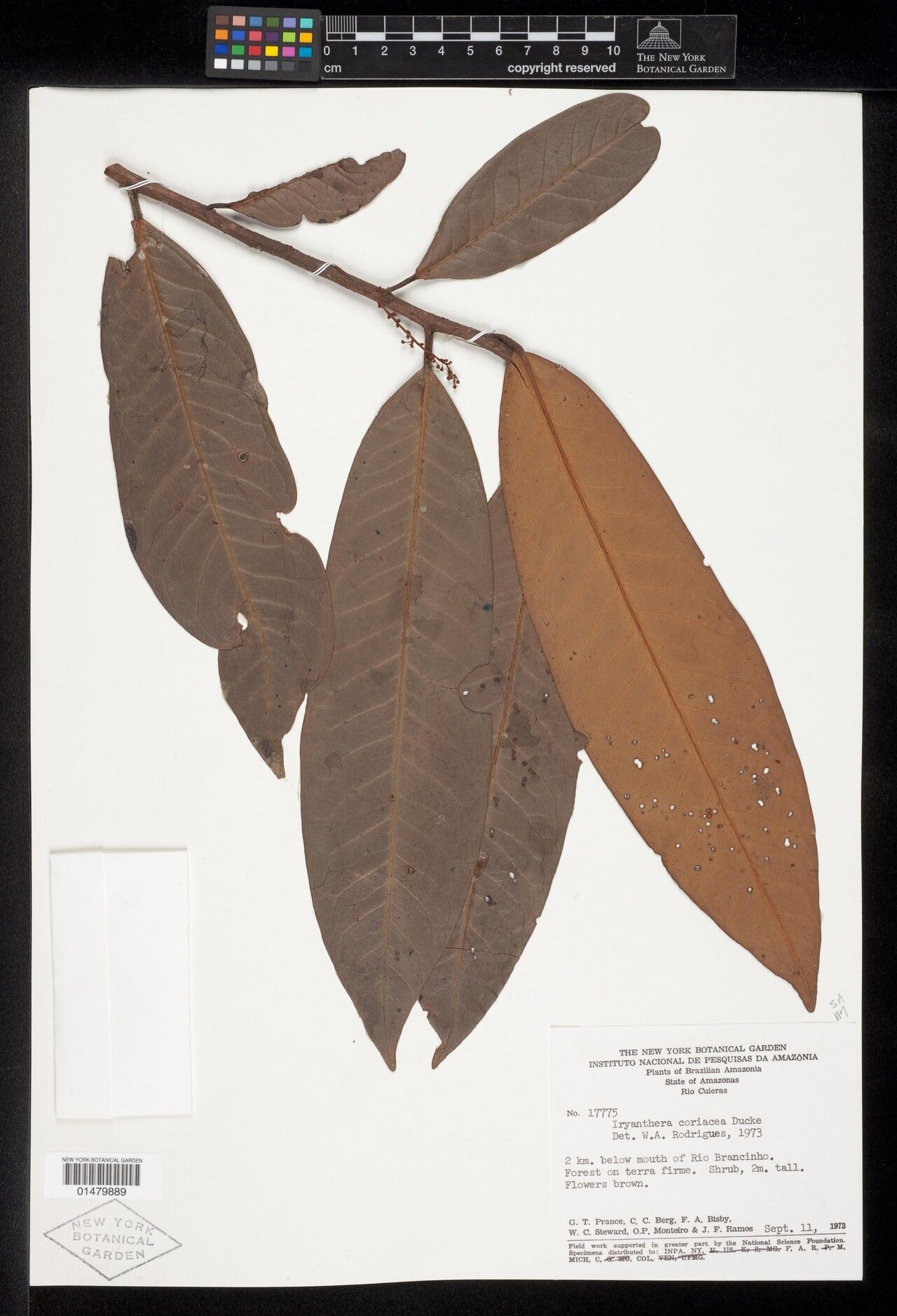 Iryanthera coriacea — related species from the same genus