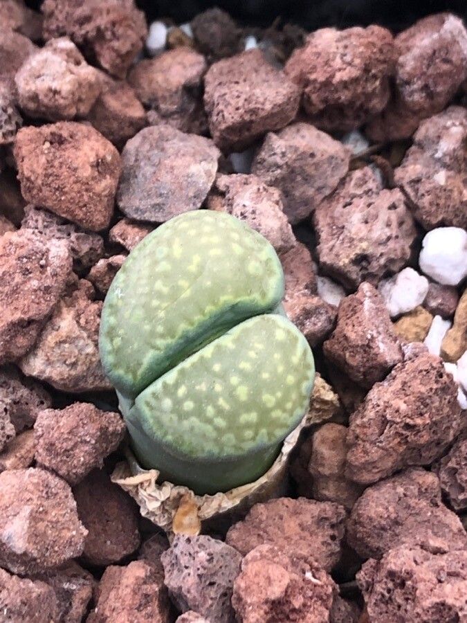 Lithops julii — search result for 'Lithops'