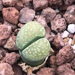 Lithops julii