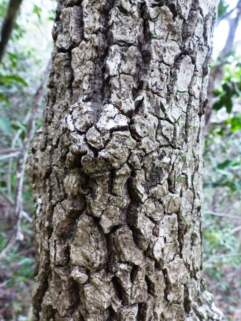 Syzygium sarmentosum bark