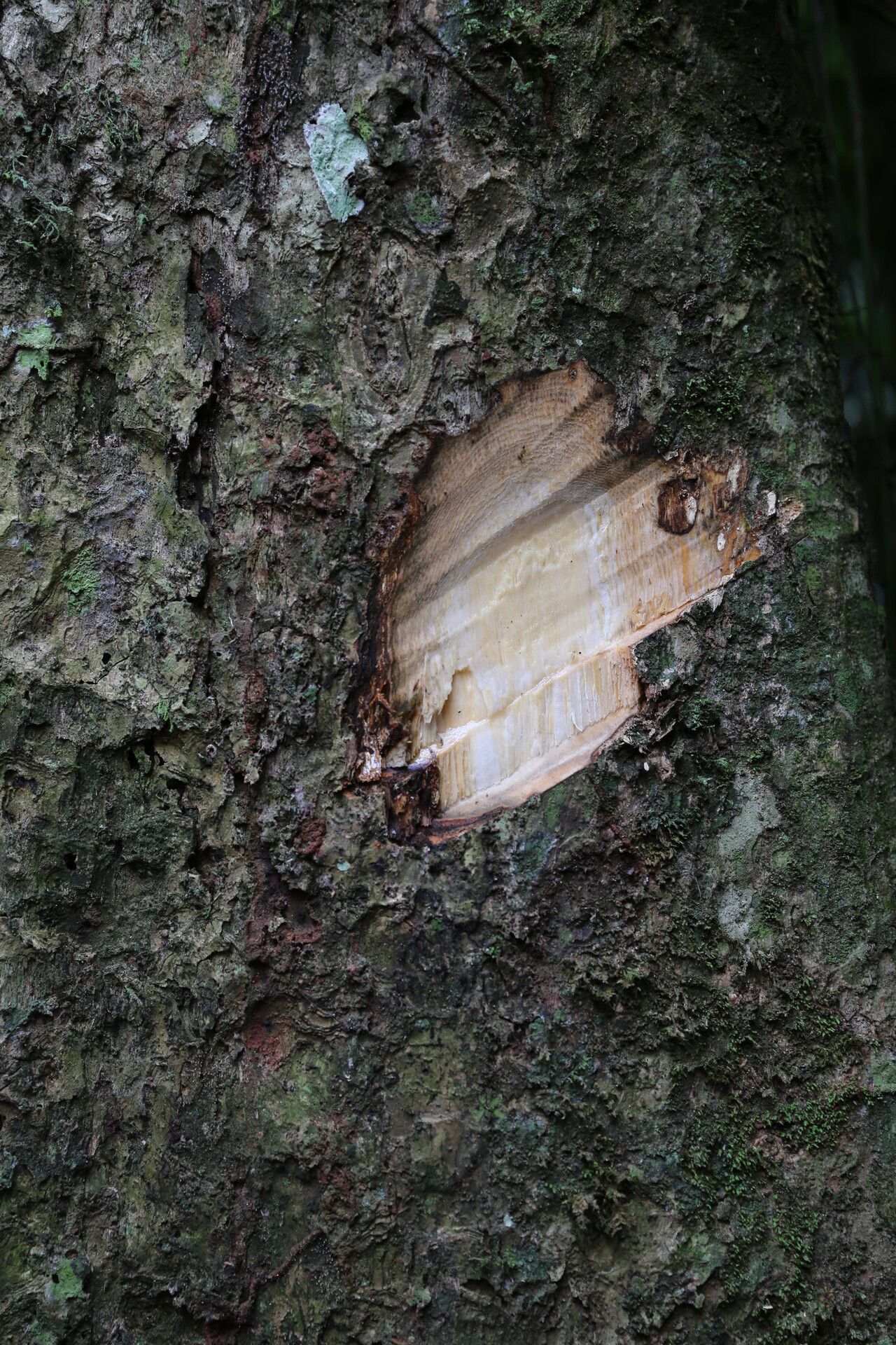 Stereospermum acuminatissimum bark