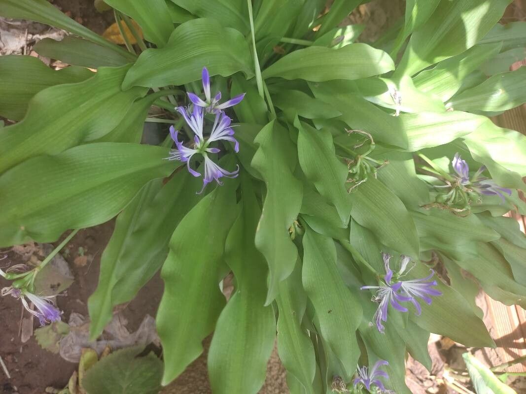 Griffinia liboniana flower