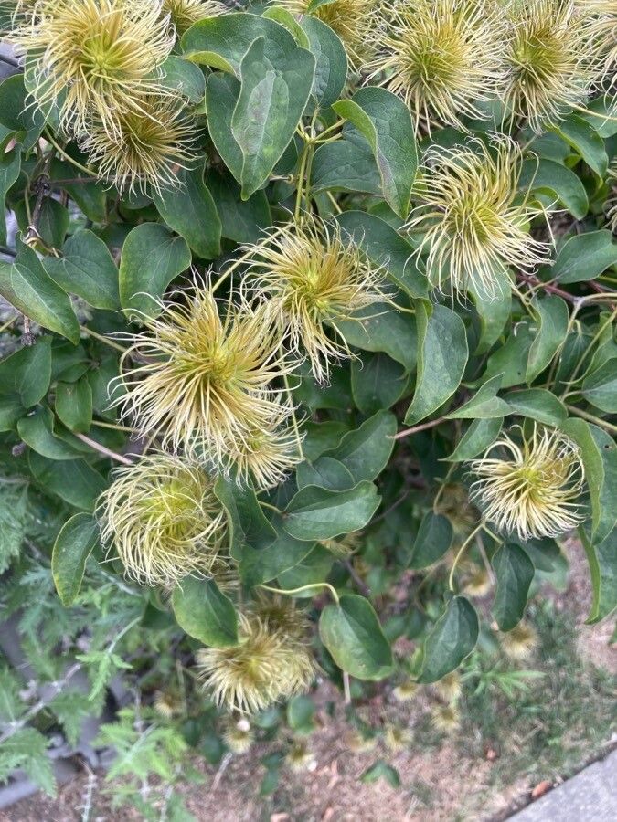 Clematis lasiantha fruit