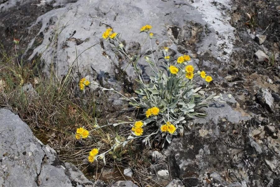 Inula aschersoniana habit
