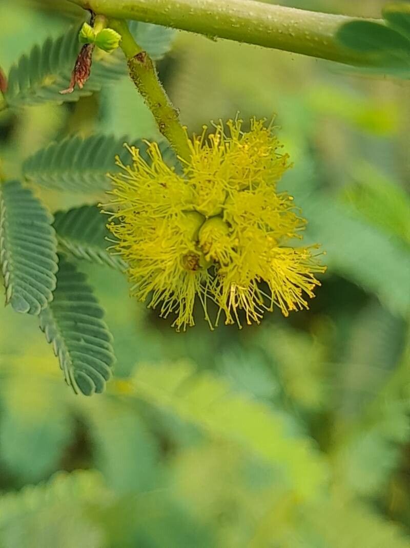 Acacia farnesiana flower
