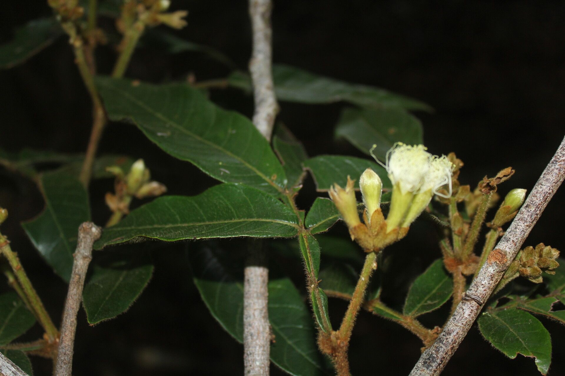 Inga herrerae flower