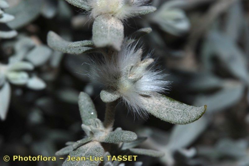 Krascheninnikovia ceratoides fruit