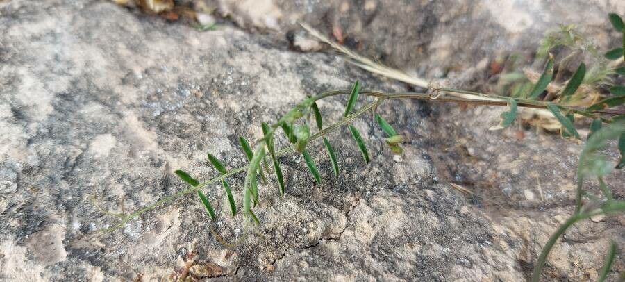 Vicia parviflora leaf