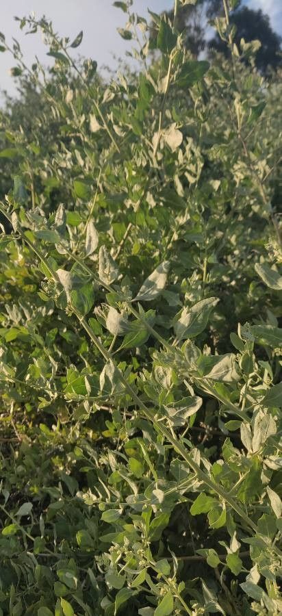 Atriplex lentiformis — search result for 'Atriplex'