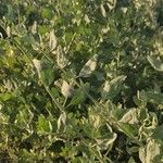 Atriplex lentiformis