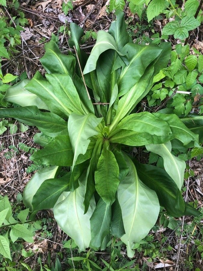 Frasera caroliniensis leaf