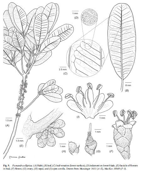 Pycnandra elliptica — houseplant care guide