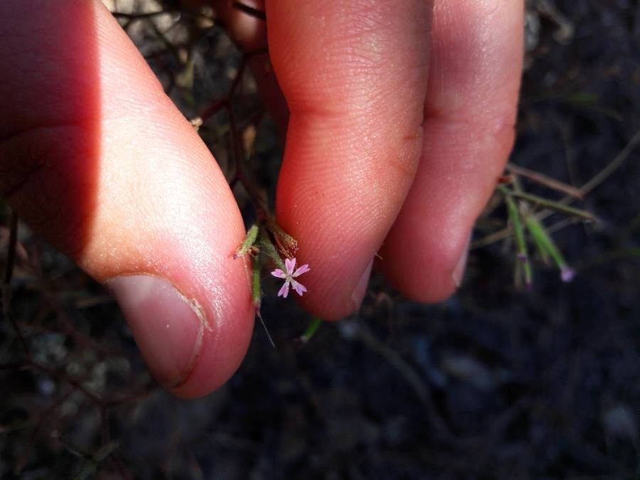 Velezia rigida flower
