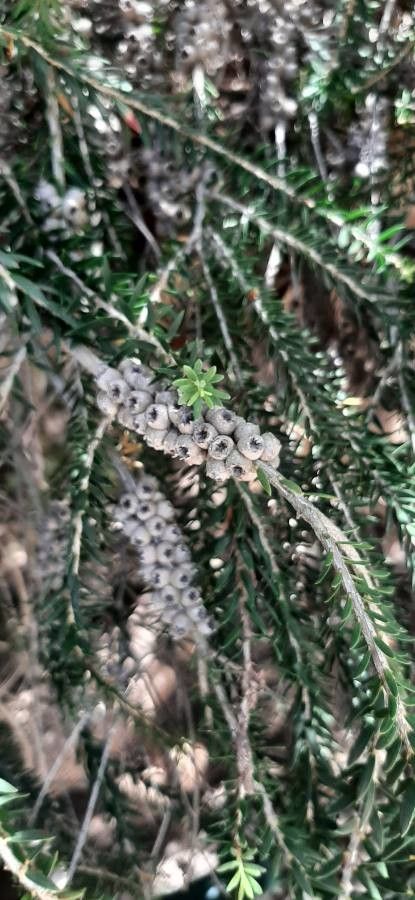 Melaleuca lanceolata fruit