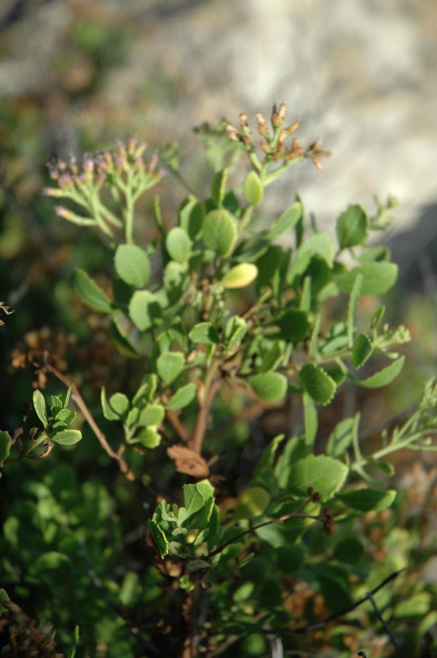 Pluchea indica — flood tolerant houseplant