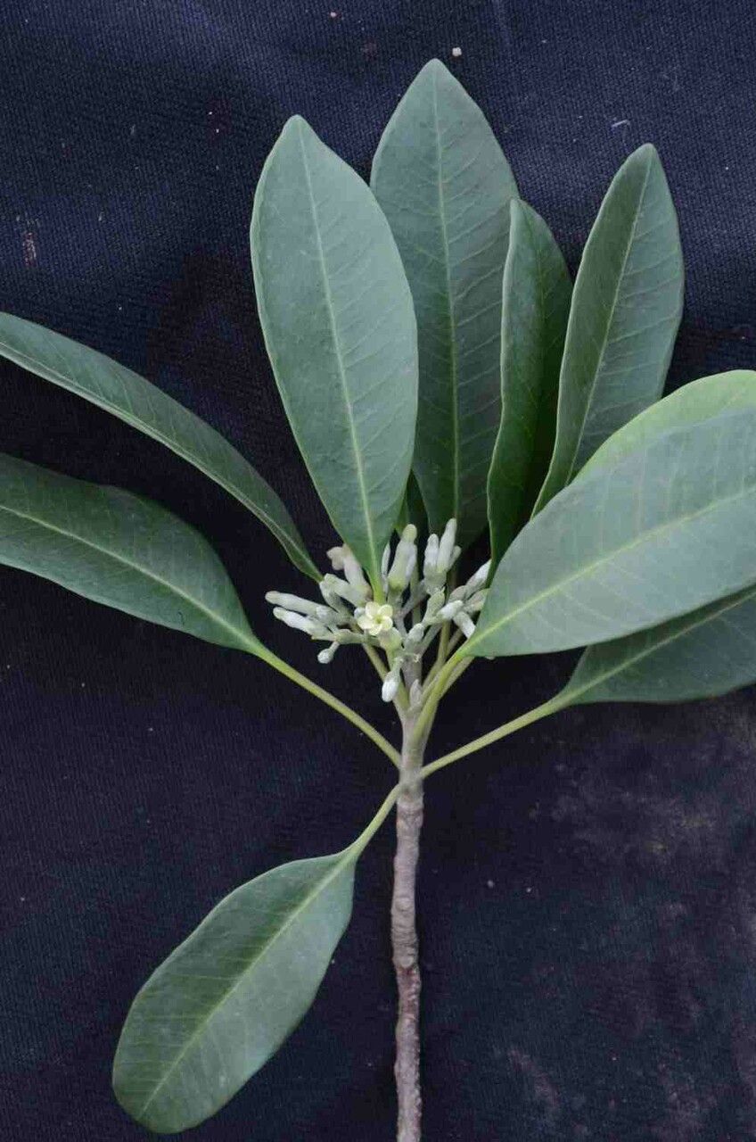 Aspidosperma australe — related species from the same genus