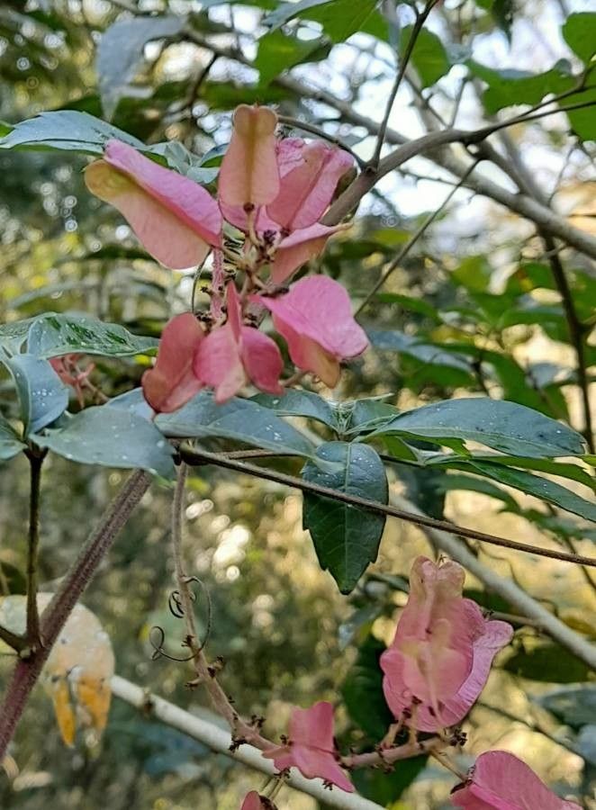 Serjania glutinosa — houseplant care guide