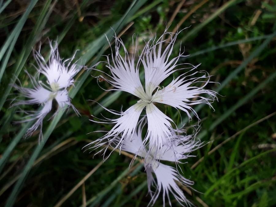 Dianthus superbus fruit