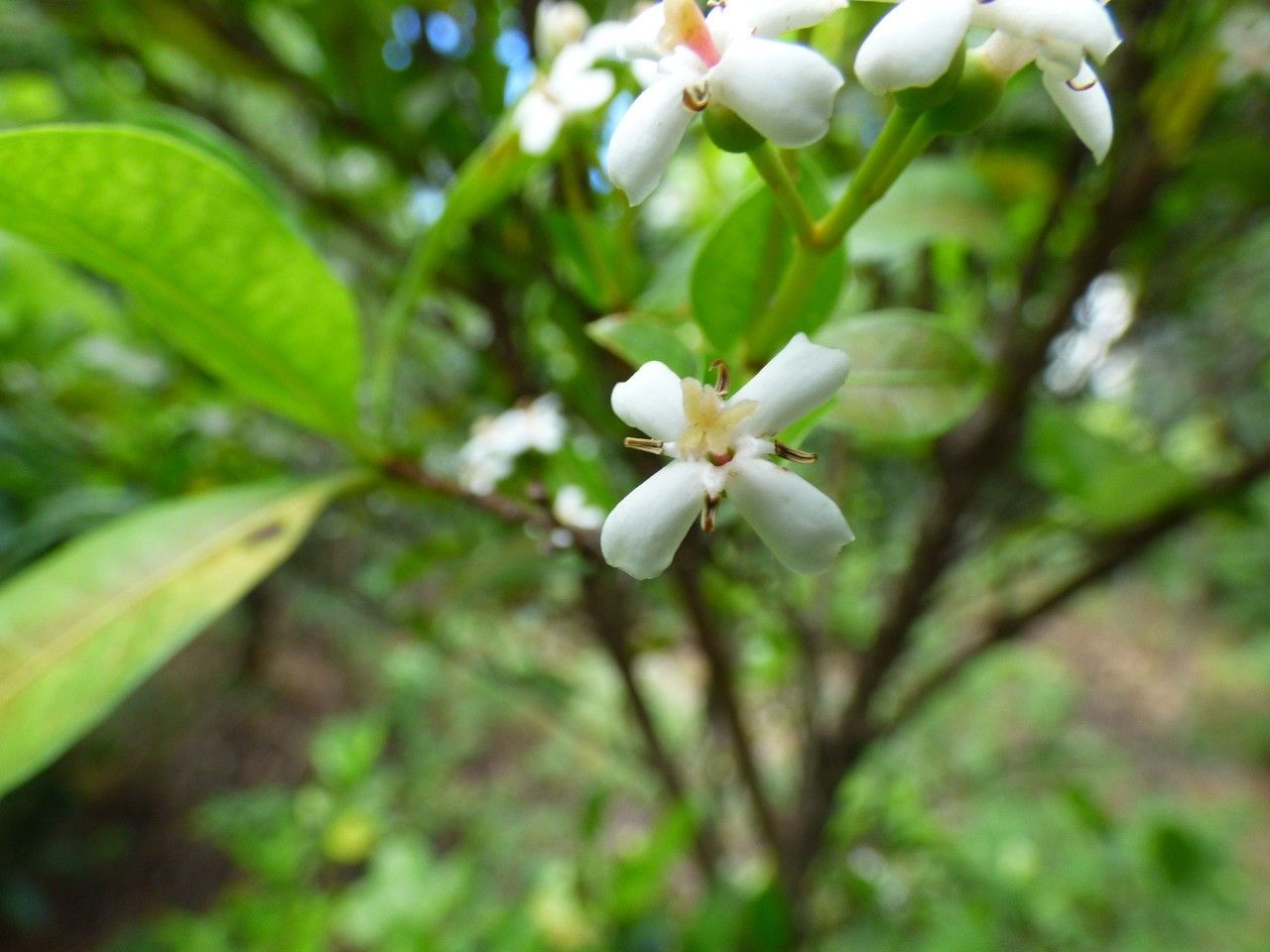 Pyrostria commersonii flower