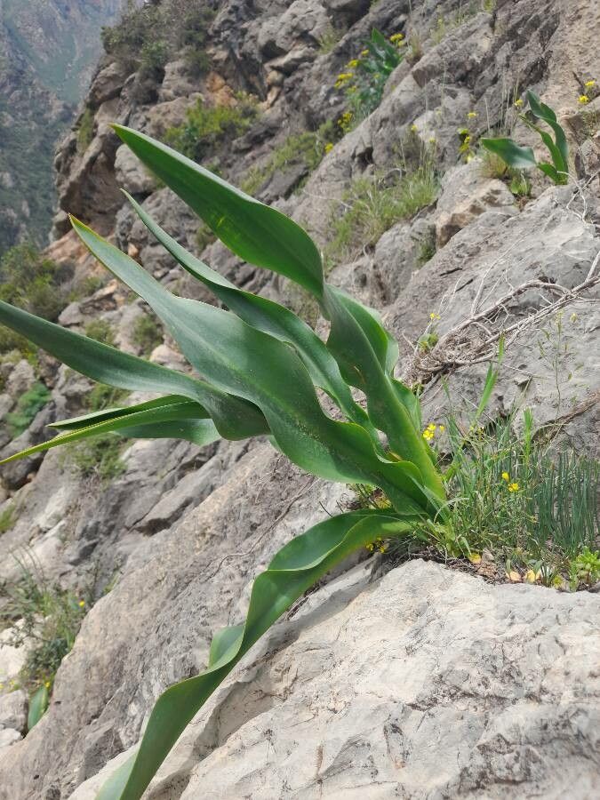 Drimia pancration — search result for 'Drimia'