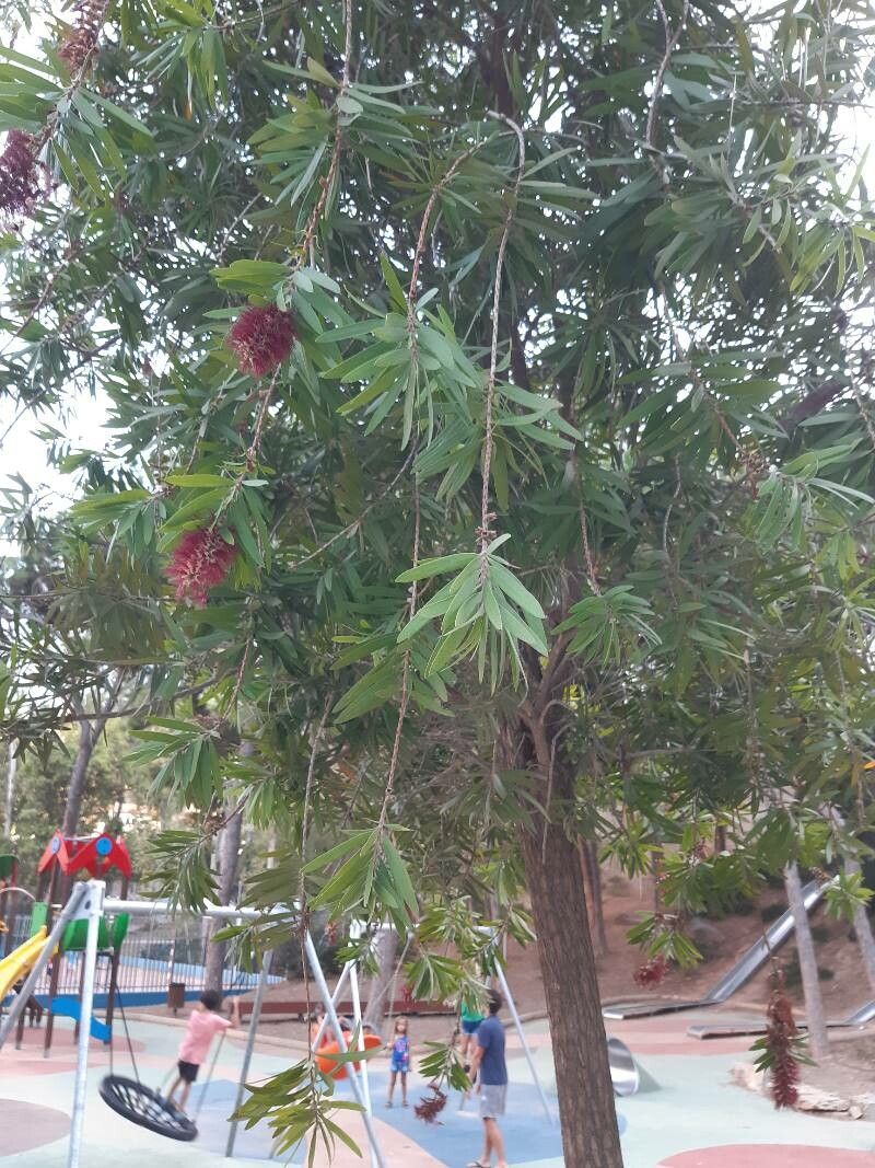 Callistemon spp. — houseplant care guide