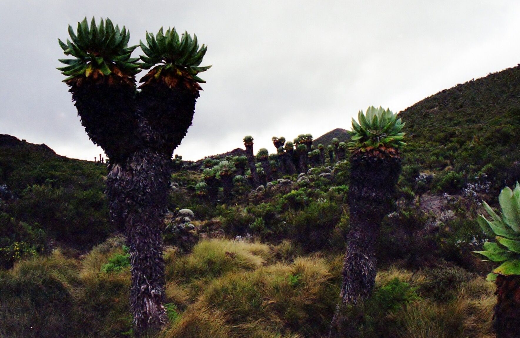 Dendrosenecio kilimanjari habit