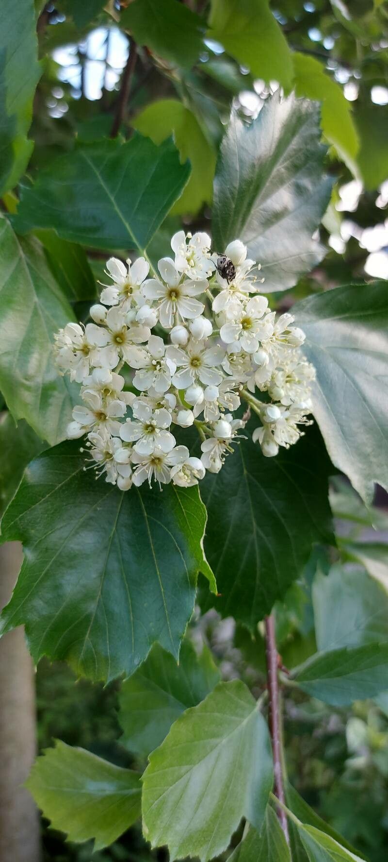 Sorbus semiincisa flower