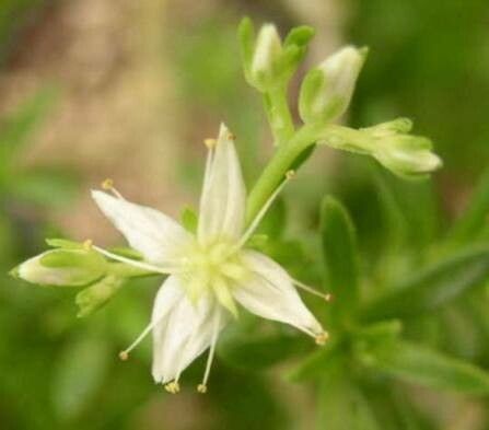 Sedum frutescens flower