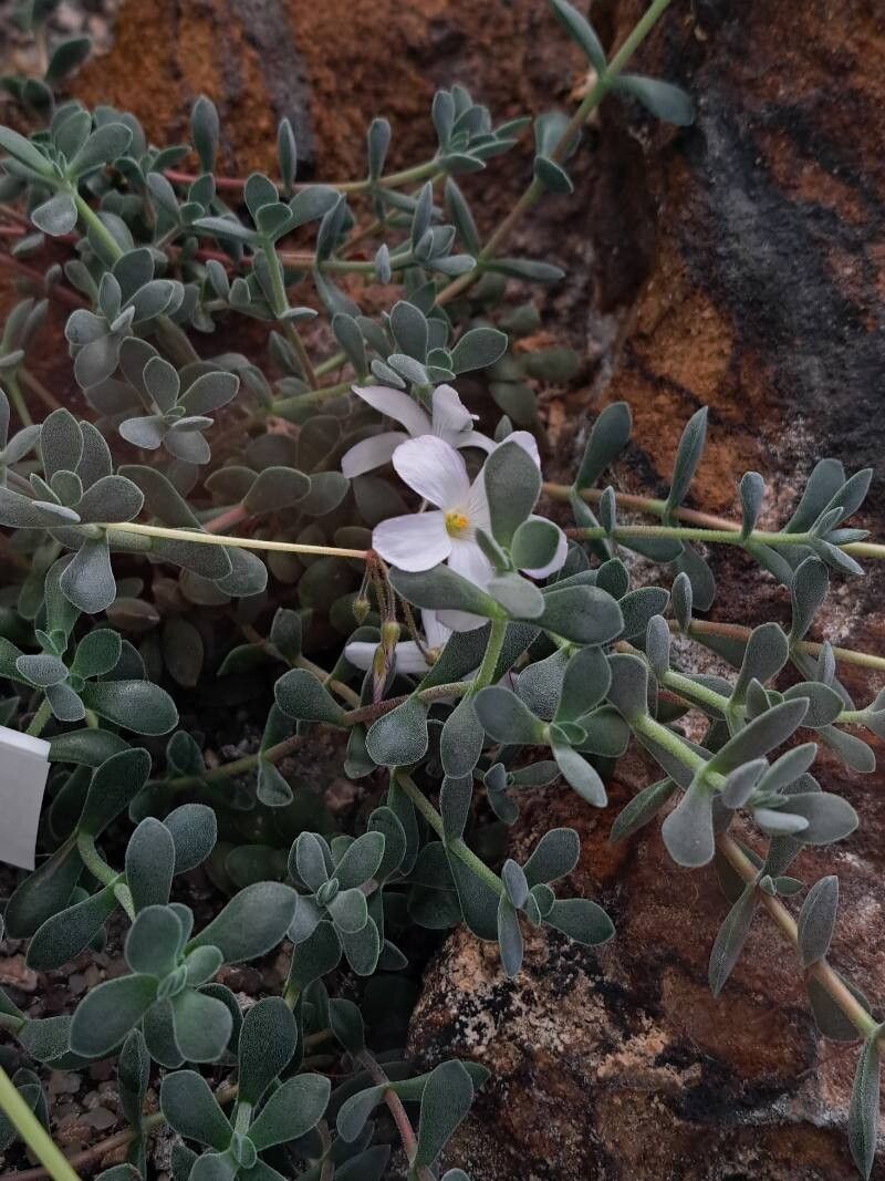 Oxalis imbricata habit