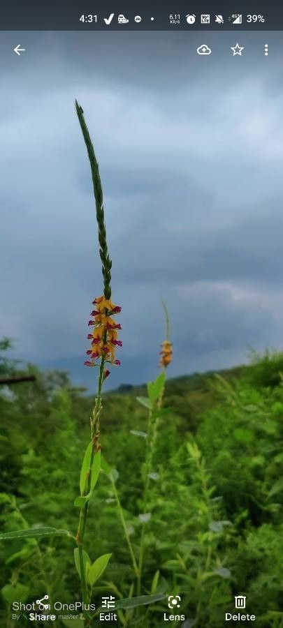 Alysicarpus longifolius — related species from the same genus